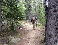 Hiker walking along a wooded trail through a dense evergreen forest